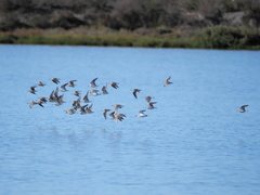 Calidris alpina