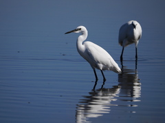 Egretta garzetta