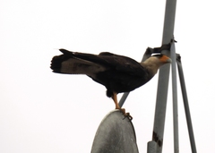 Caracara plancus