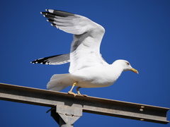 Larus michahellis