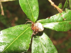 Ocrepeira covillei