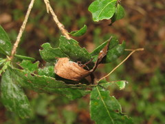 Ocrepeira covillei
