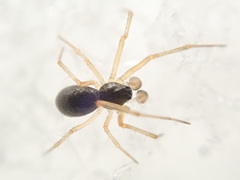 Micronetinae