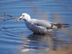 Chroicocephalus genei