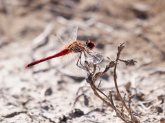 Sympetrum fonscolombii