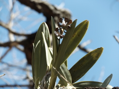 Encyclia suaveolens
