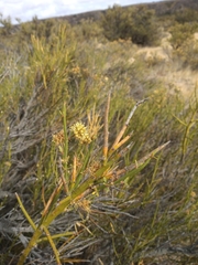Prosopidastrum globosum