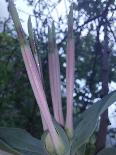 Image of Agelanthus natalitius by (c) Manuel R Popp, some rights reserved (CC BY)