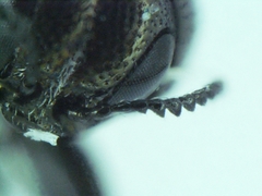 Agrilus ventralis