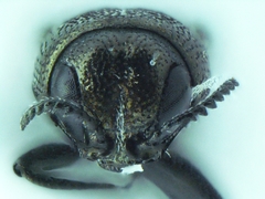 Agrilus ventralis