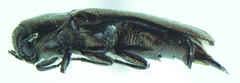 Agrilus ventralis