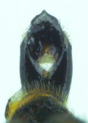 Agrilus ventralis