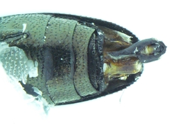 Agrilus ventralis