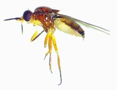 Ceratobarys eulophus