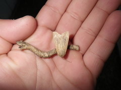 Mythimna unipuncta