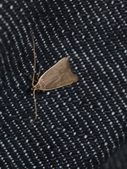 Homaloxestis multidentalis