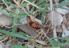 Clytra atraphaxidis