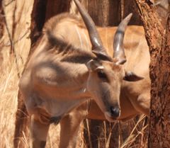 Tragelaphus oryx livingstonii