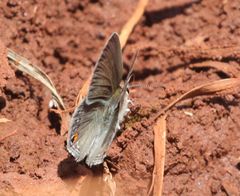 Euchrysops malathana