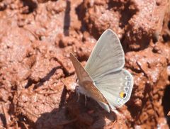 Euchrysops malathana