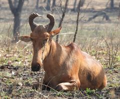 Alcelaphus buselaphus lichtensteinii