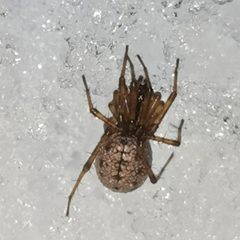 Stemonyphantes lineatus