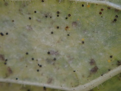 Phyllactinia guttata