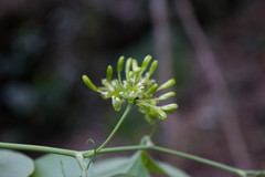 Smilax moranensis
