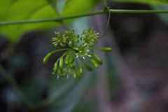 Smilax moranensis