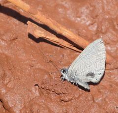 Pseudonacaduba sichela sichela