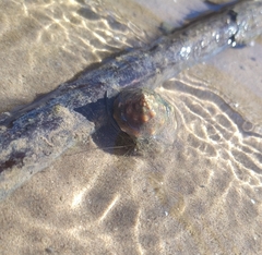 Clibanarius lineatus