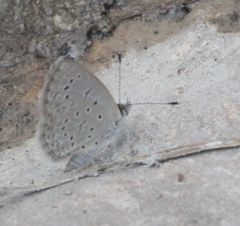 Zizeeria knysna knysna