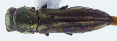 Agrilus malvastri