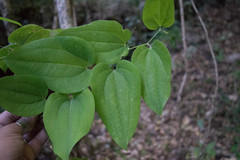 Smilax moranensis