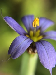 Sisyrinchium