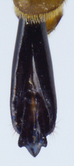 Agrilus malvastri
