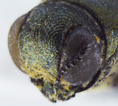 Agrilus malvastri