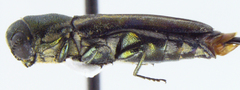 Agrilus malvastri