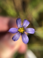 Sisyrinchium