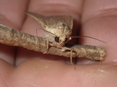 Mythimna unipuncta