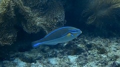 Stethojulis bandanensis