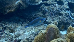 Stethojulis bandanensis