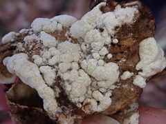 Trichoderma pulvinatum