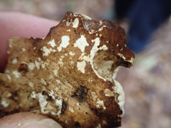 Trichoderma pulvinatum