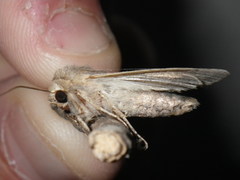 Mythimna unipuncta