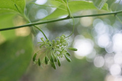 Smilax moranensis