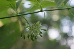 Smilax moranensis