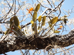Guarianthe aurantiaca