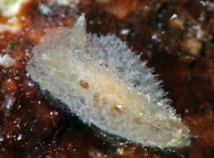 Atagema echinata