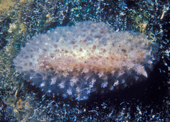 Atagema echinata